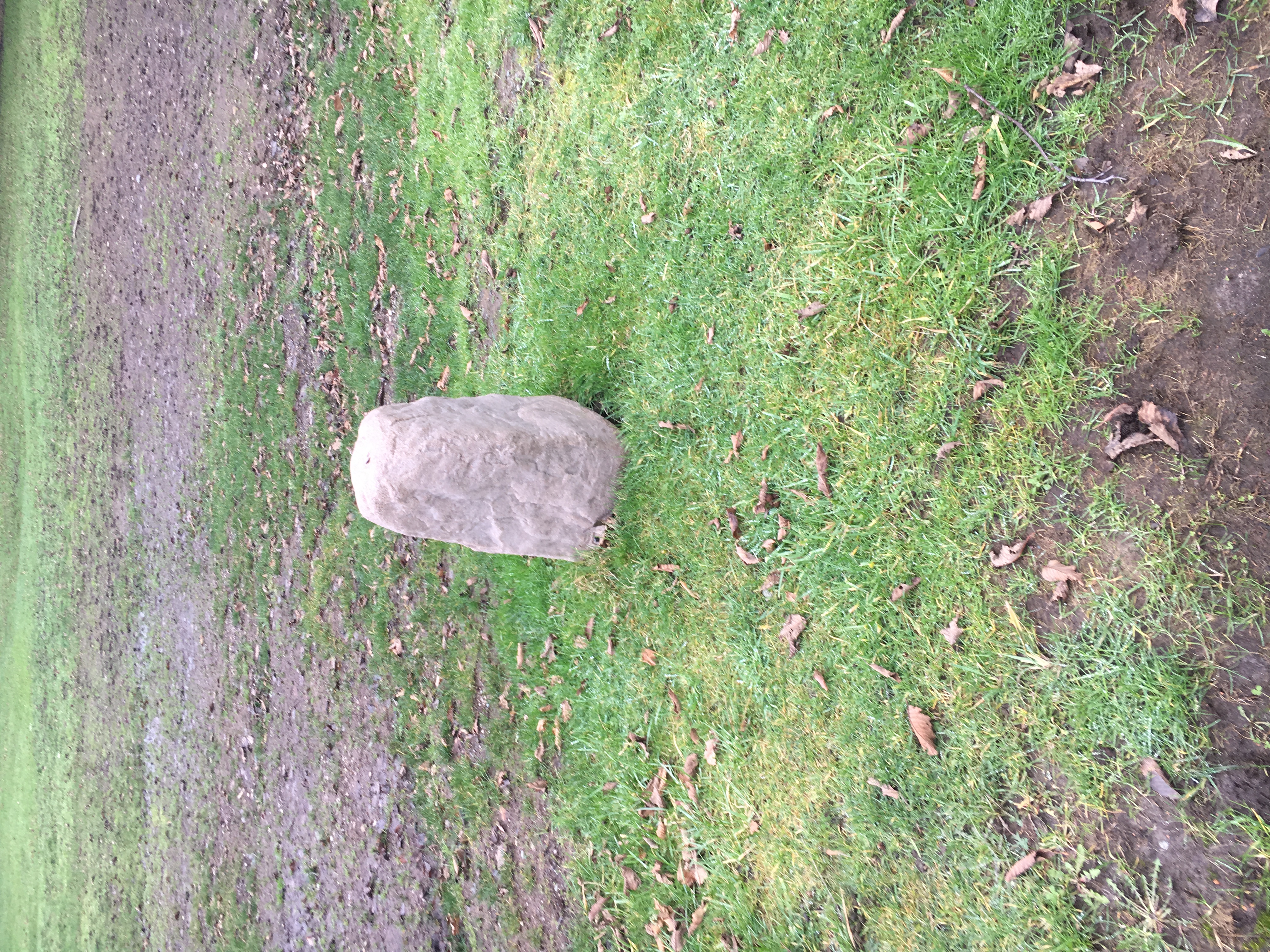 patchy short grass expands
            into the distance, scattered dry leaves, center a narrow two foot fake rocks sits